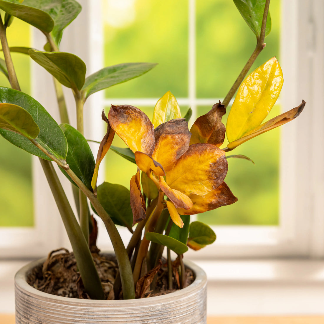 Why Are My Plant Leaves Turning Yellow? (Natural Solutions)