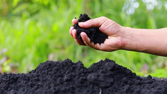 What Is Vermicompost and How Is It Made? (Step-by-Step)