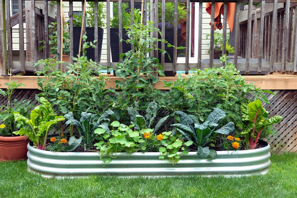 Kitchen Garden & Terrace Garden Guide: Plantation, Care, and Organic Nutrition
