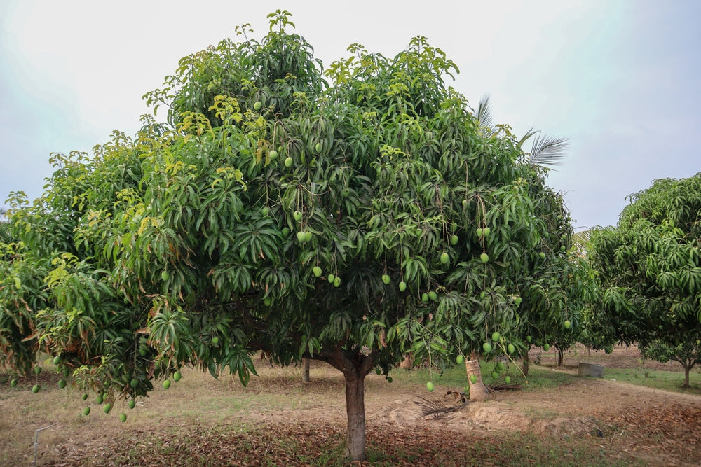 Vermicompost for Fruit Plants: Mango, Lemon & Guava Growth & Yield Guide