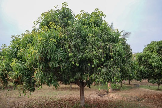 Vermicompost for Fruit Plants: Mango, Lemon & Guava Growth & Yield Guide