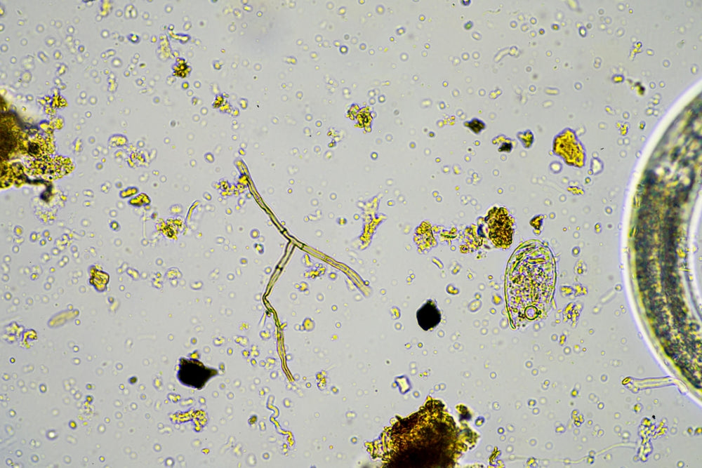 Role of Microorganisms in Organic Farming: The Invisible Workforce Behind Healthy Crops