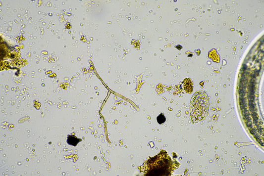 Role of Microorganisms in Organic Farming: The Invisible Workforce Behind Healthy Crops