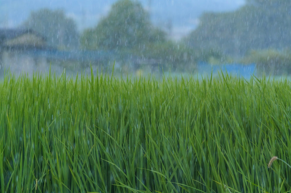 Monsoon Gardening Tips: Protecting Soil & Roots Naturally