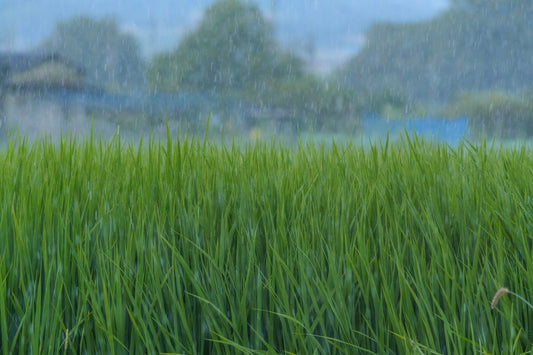 Monsoon Gardening Tips: Protecting Soil & Roots Naturally