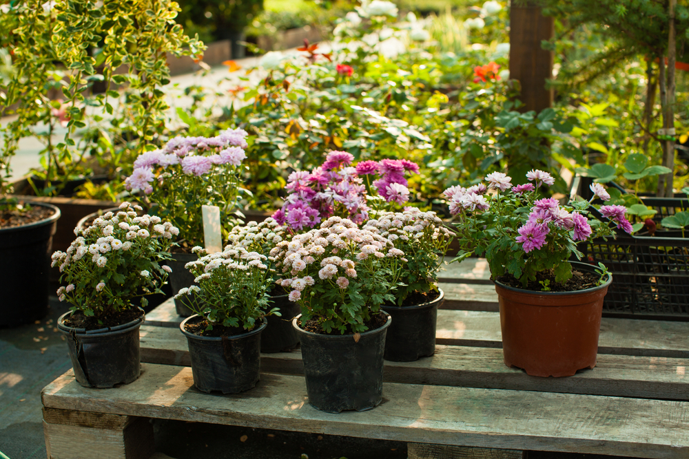 Vermicompost Dosage Chart for Pots, Gardens, and Farms: The Complete Guide