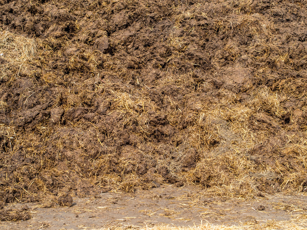 Vermicompost vs Cow Dung Manure: Which is Better and Why?