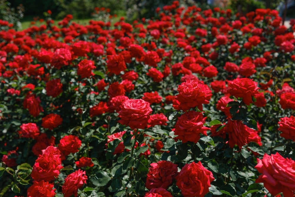 Vermicompost for Roses: Boost Growth, Brighter Blooms & Natural Disease Control