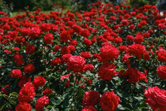 Vermicompost for Roses: Boost Growth, Brighter Blooms & Natural Disease Control
