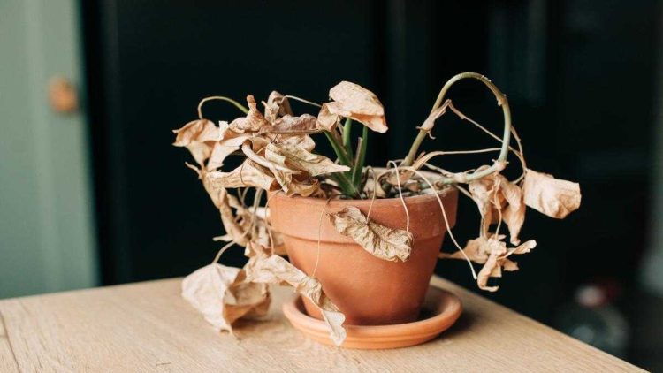 Summer Care for Potted Plants Using Organic Inputs