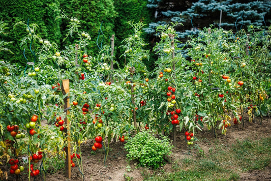 Vermicompost for Tomatoes and Vegetables: A Complete Growth & Yield Guide