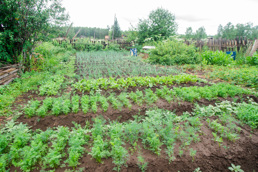 Organic Inputs for Vegetable Farming in India: Growing Healthy Crops the Natural Way