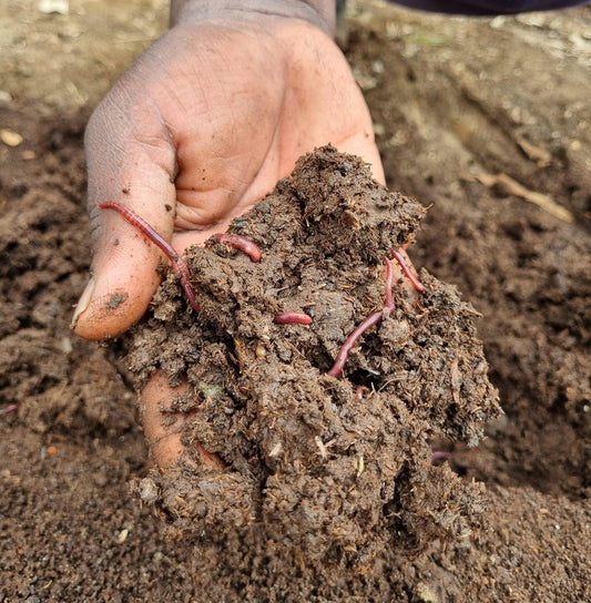 How to Identify Good Quality Vermicompost: A Complete Buyer’s Guide