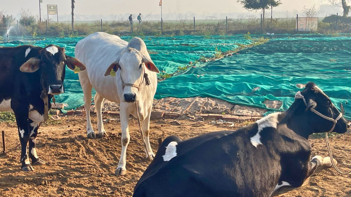 Our Gauri, Ganga and Devi