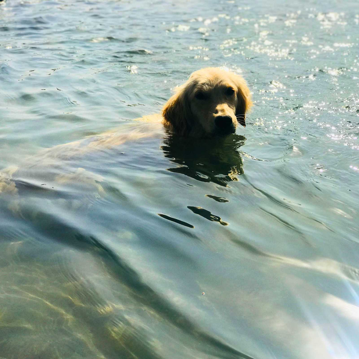 Goldy in our farm pool