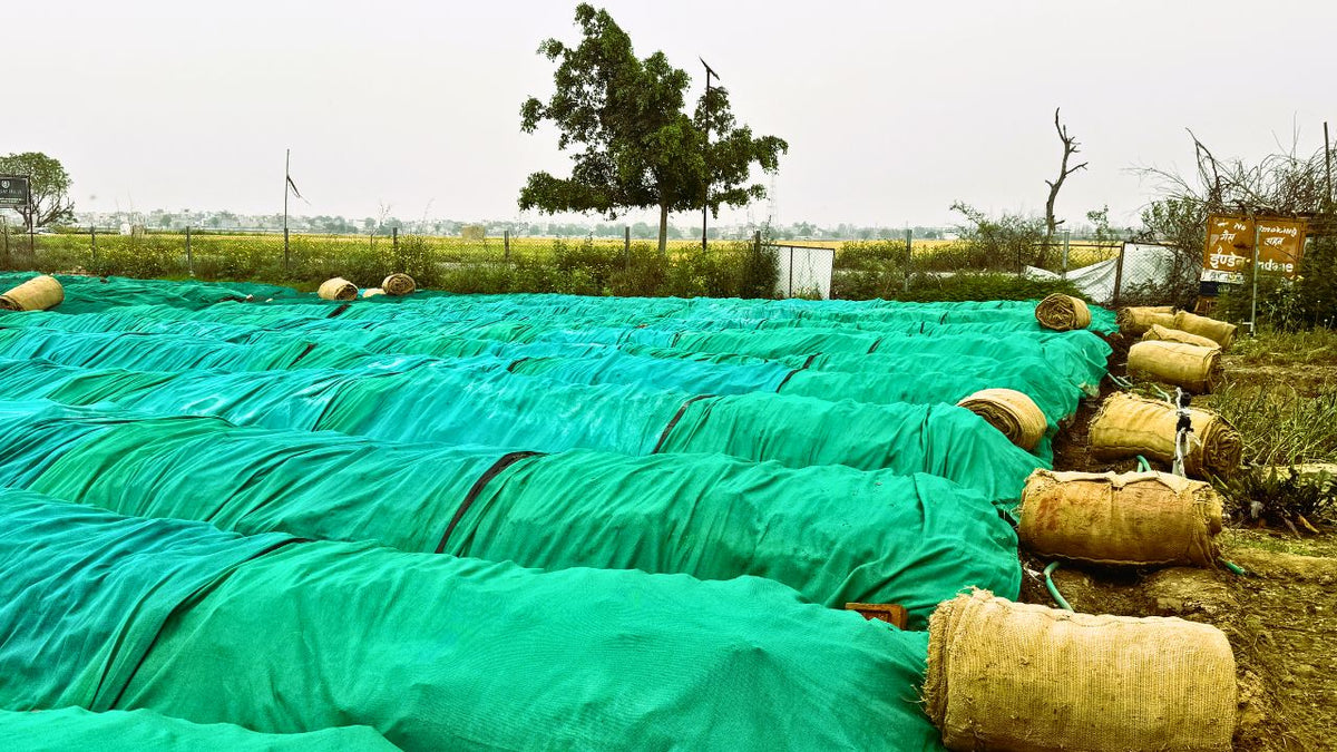 Fresh Beds