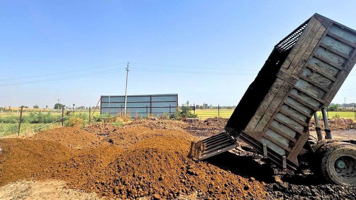 Fresh Cow dung