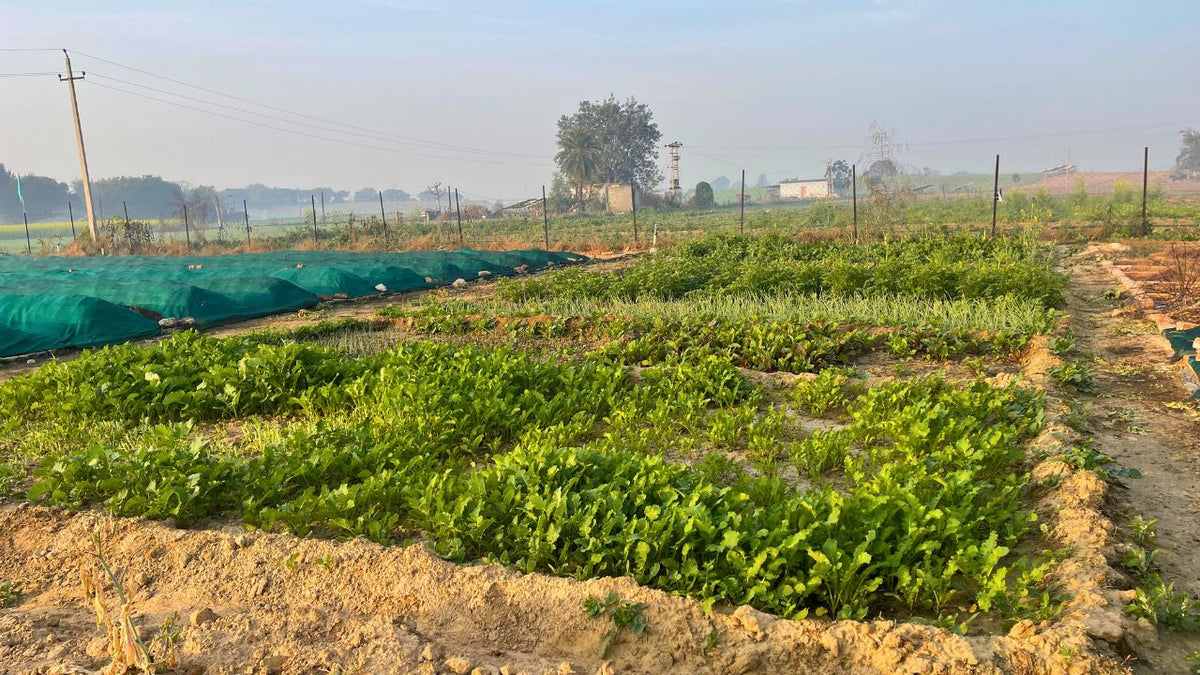 Our organic plants growing