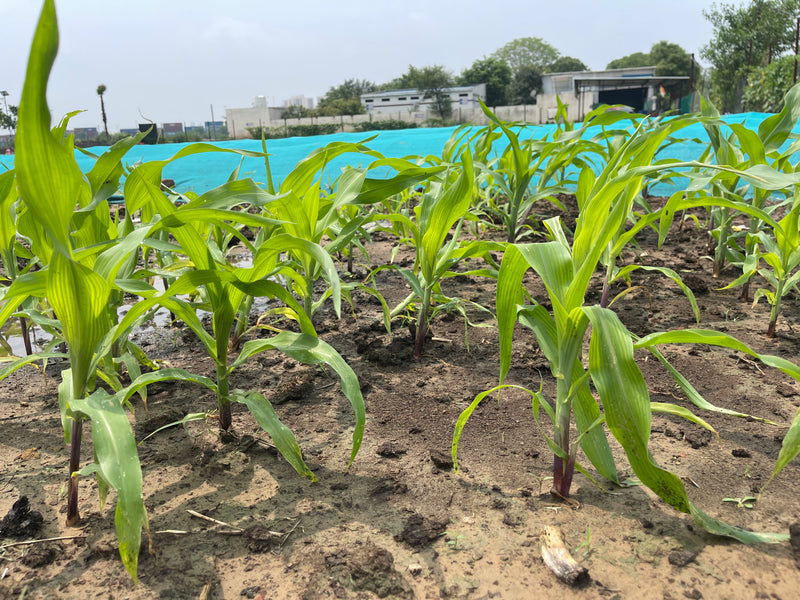 Healthy crops powered by organic inputs