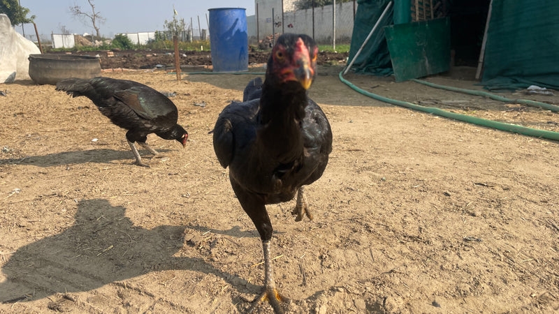 A thriving natural farm ecosystem