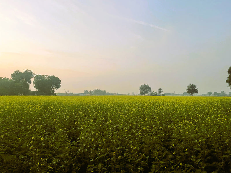 Where soil meets sustainability