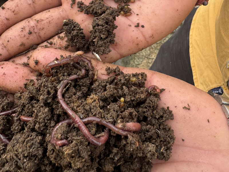 Eisenia fetida enriching compost naturally