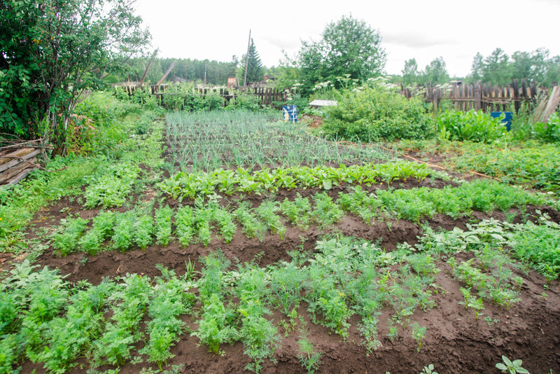 Hands that create soil health